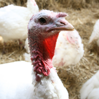 turkey at sanctuary