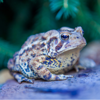 photo of toad