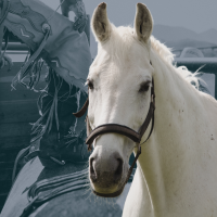 horse