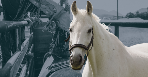 horse