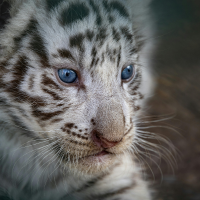 white tiger cub