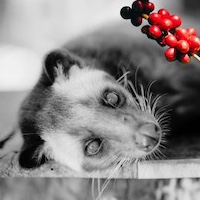 civet cat and coffee berries