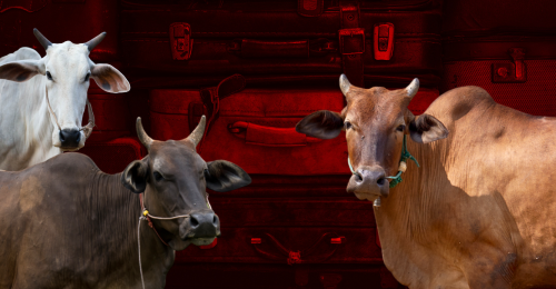 cows and luggage