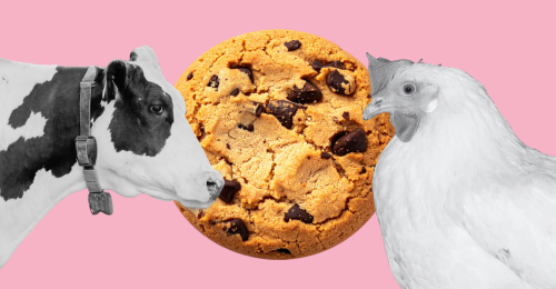 cow, chicken, and cookie