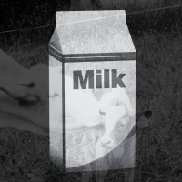 cow, calf, and milk carton