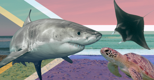shark, ray, and turtle