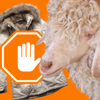 angora goat, fur-trimmed coat, and stop symbol
