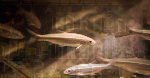 minnows