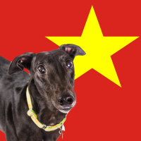 image of greyhound and flag of Vietnam