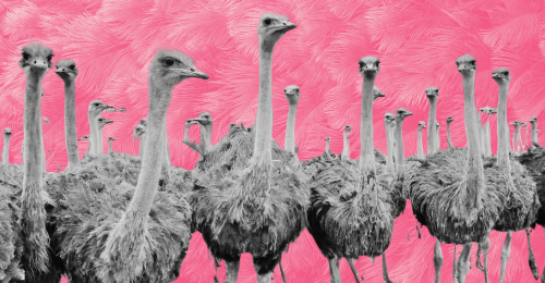 ostriches and ostrich feathers