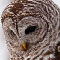 photo of barred owl