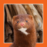 a mink and fur coats