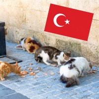 cats eating and Turkish flag