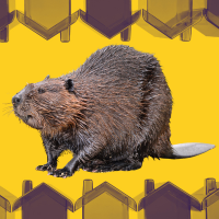 beaver and houses