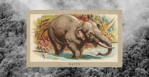 lithograph of elephant and rainforest