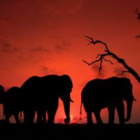 elephant silhouettes