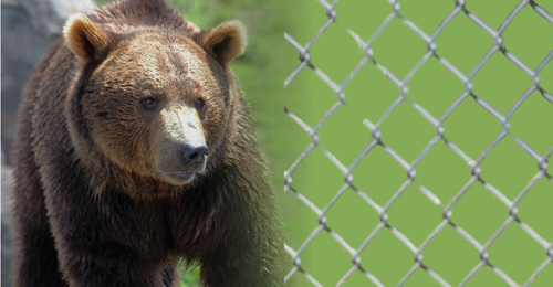 grizzly bear