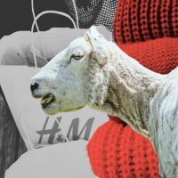 sheep, wool sweaters, and H&M bags