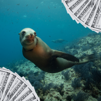 sea lion and hundred dollar bills