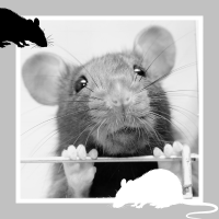 rat and rat silhouettes