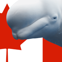 beluga and Canadian flag