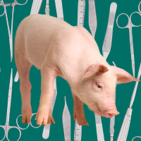 pig and surgical tools