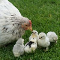 chicken and chicks