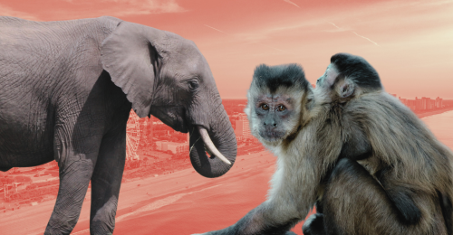 elephant, capuchin monkey and baby, and Myrtle Beach