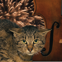 frightened cat, viola, and fireworks