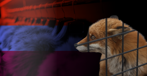 fox in cage and fur clothes