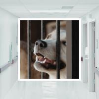 image of dog in cage and hospital hallway