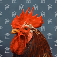 rooster and house pattern