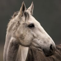 white horse