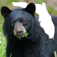 image of black bear and Florida
