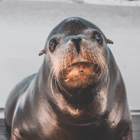 sea lion