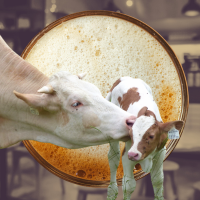 cow and calf and oat milk latte