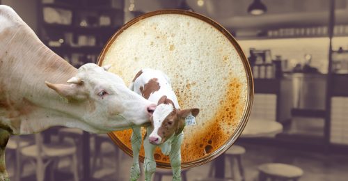 cow and calf, oat milk latte, and coffee shop