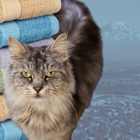 cat, towels, and Tacoma