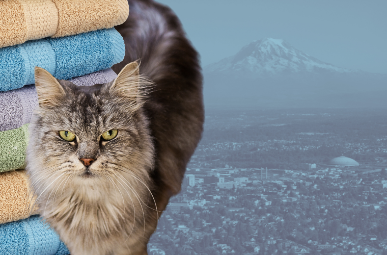 cat, towels, and Tacoma