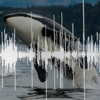 image of orca and sound wave
