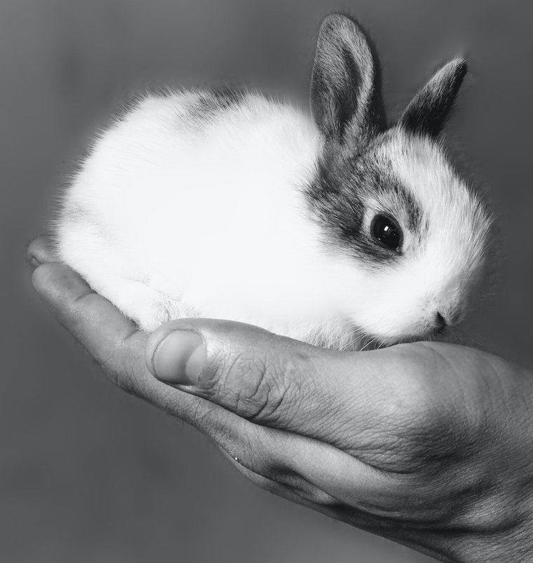 black-white bunny