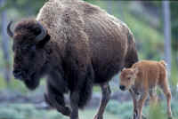 Bison (American Buffalo) - 002