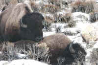 Bison Hunting - 028