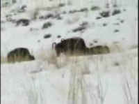Bison Hunting - 041