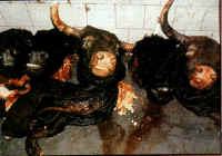 Cattle Exploitation - Bullfighting - 01