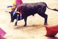 Cattle Exploitation - Bullfighting - 09