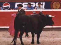 Cattle Exploitation - Bullfighting - 12