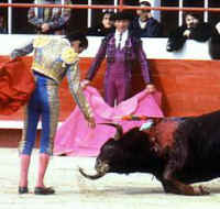 Cattle Exploitation - Bullfighting - 16