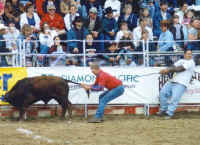 Cattle Exploitation - Rodeo - Bull Riding - 02