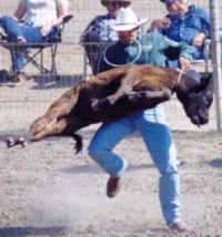 Cattle Exploitation - Rodeo - Calf Roping - 04